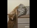 #кошки 😺#с #днём #домашних #животных 🧡