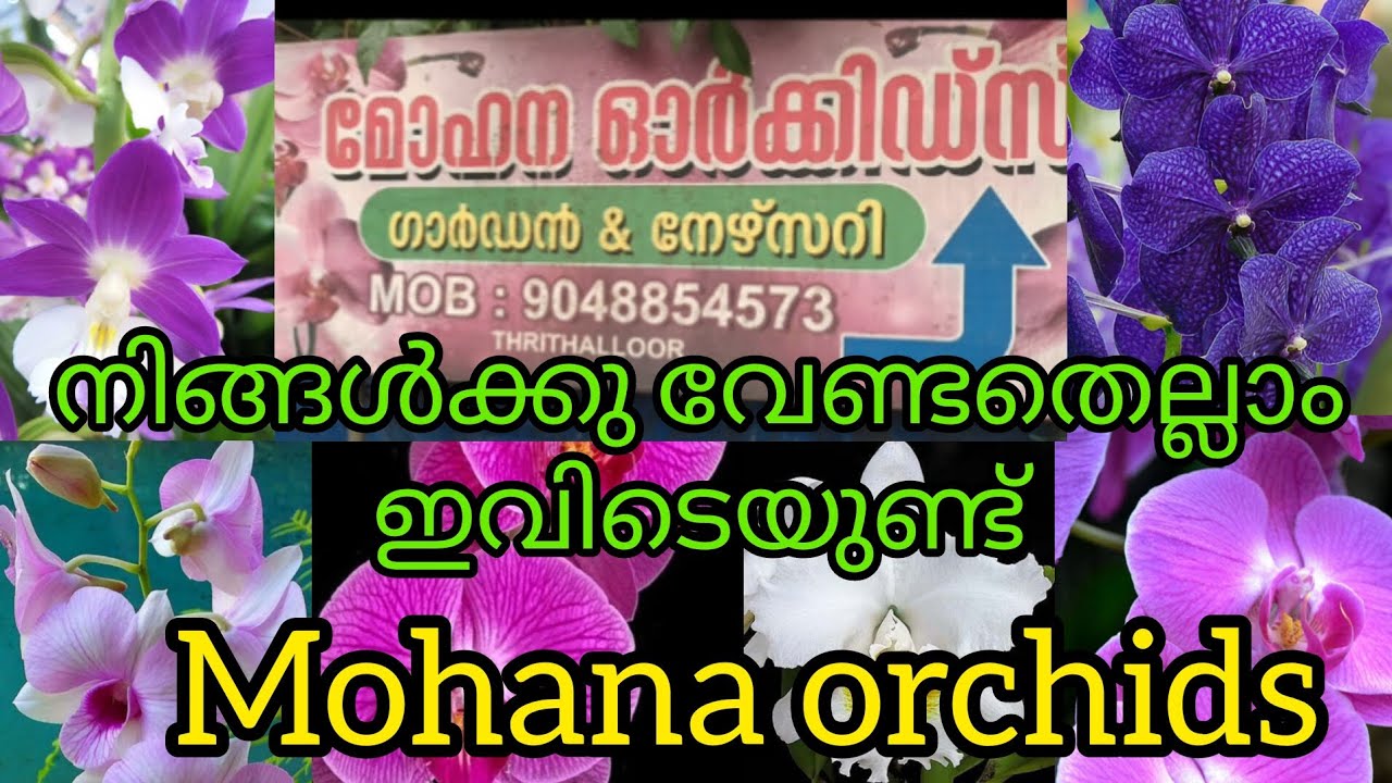ഓർക്കിഡുകളുടെ ലോകം Mohana orchids garden&nursery #youtube #youtubevideo #orchid