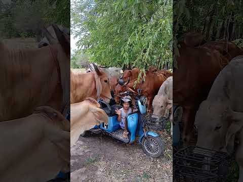ยุคสงครามน้ำมันจะหมดเร่ก็ต้องปรับตัวแหละแม่ #วัวแสนรู้ #cow #คนเลี้ยงวัว #วัวบ้านๆ #เด็กเลี้ยงวัว