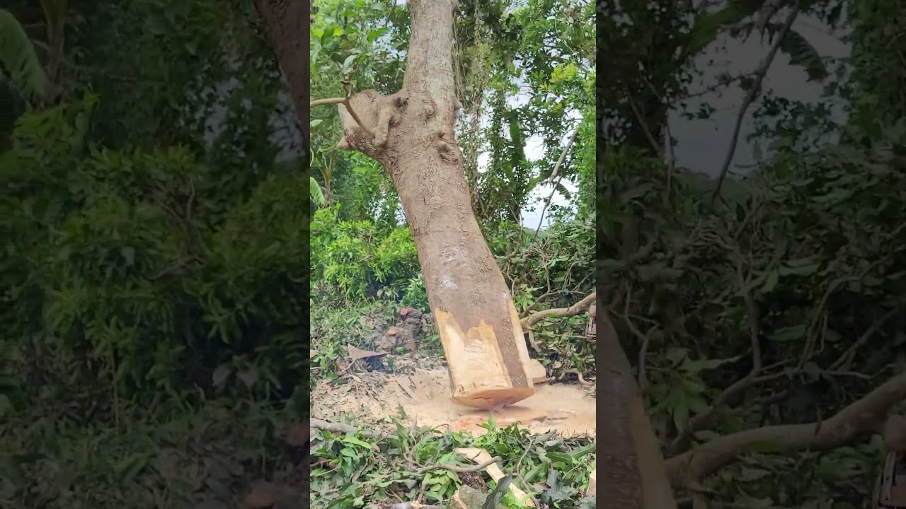 chainswa machine cut down a mango tree 🌳 