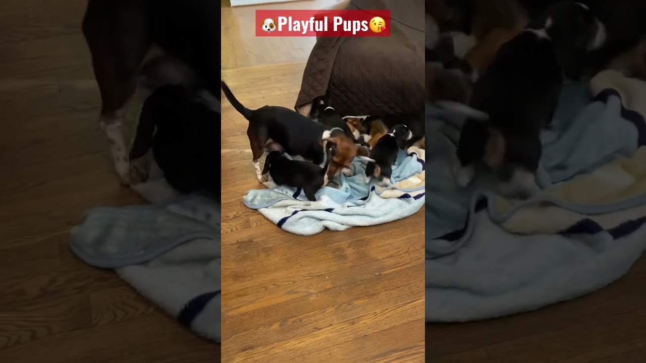🐶Precious Puppy Playtime. Jackabee (Beagle Jack Russell) 