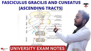 Fasciculus Gracilis and Fasciculus cuneatus Tract || Posterior ascending Tracts| CNS Physiology.