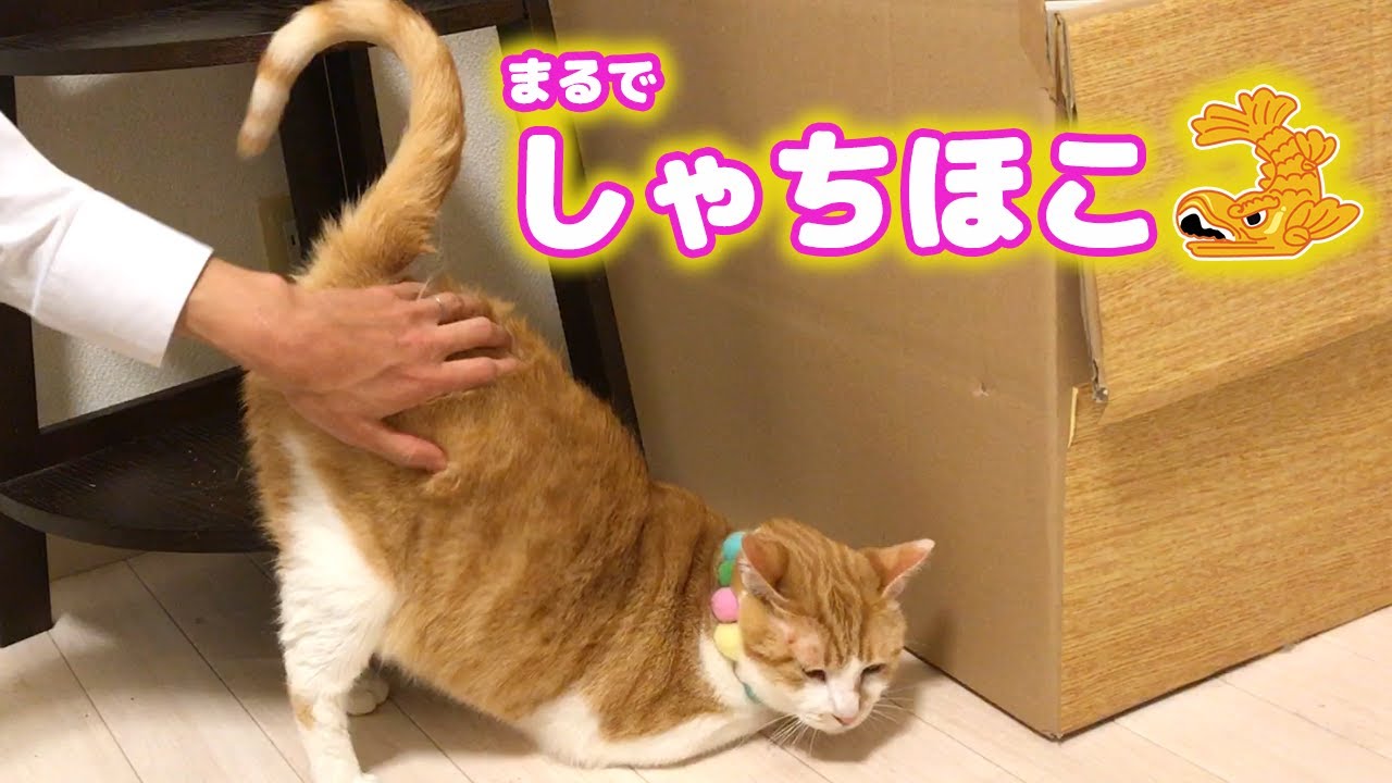 しっぽの付け根を撫でられるとしゃちほこになる猫 Youtube