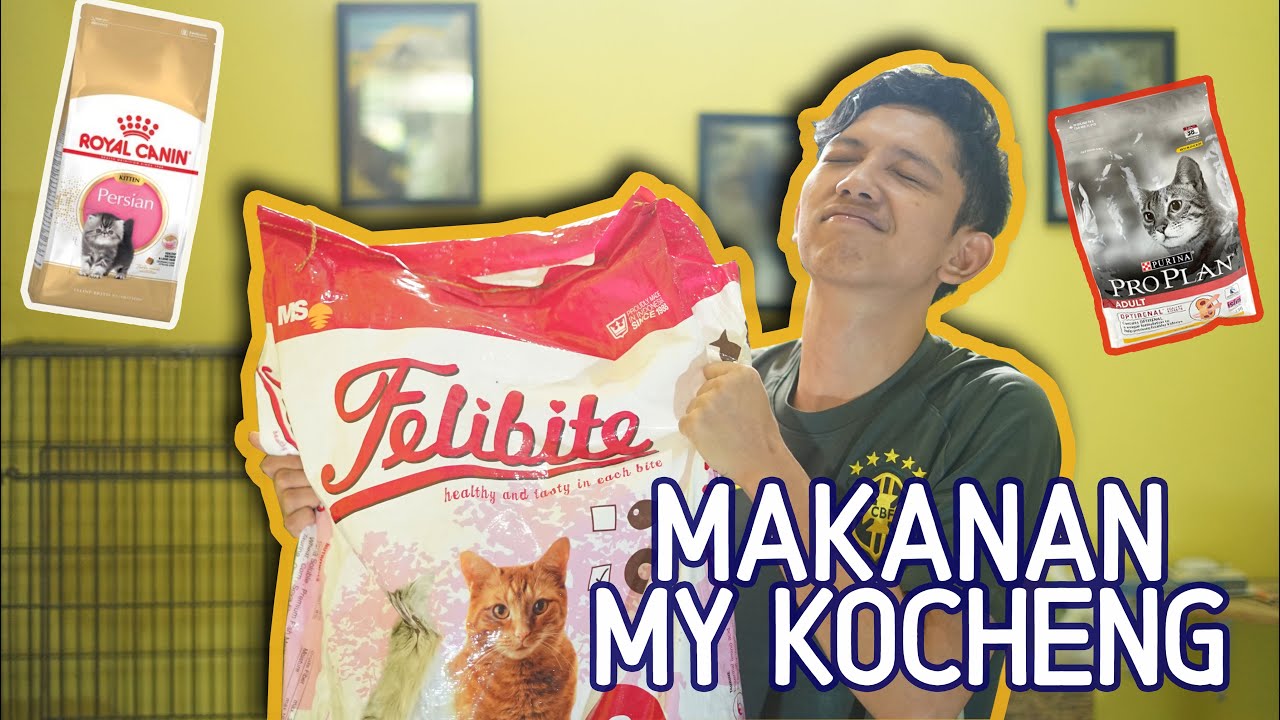 MY KOCHENG #4 - MAKANAN KUCING MURAH TAPI BERKUALITAS ! - YouTube