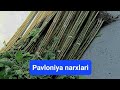 Pavloniya ko‘chatlari narxlari.Pavloniya.uz