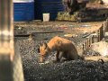 В Рыбинске рабочий приручил семью лис
