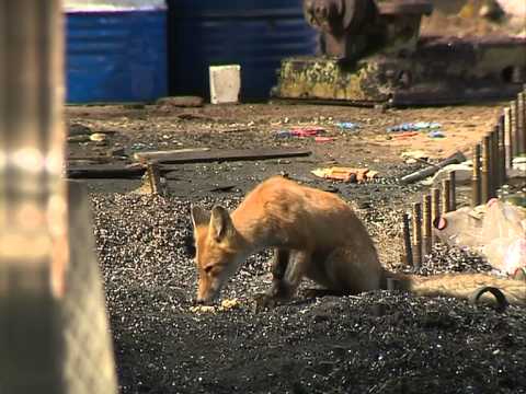 Видео: В Рыбинске рабочий приручил семью лис