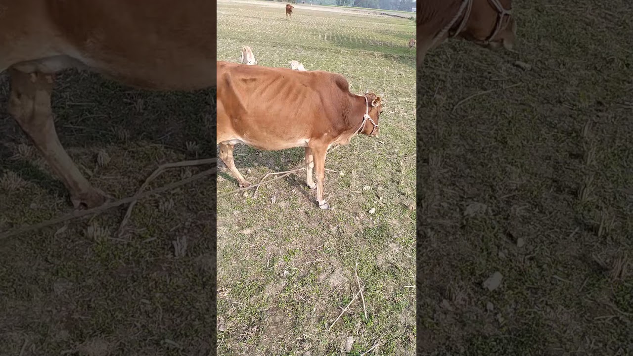 Most popular cow video in the world || cow videos || COW TUBE BD #78