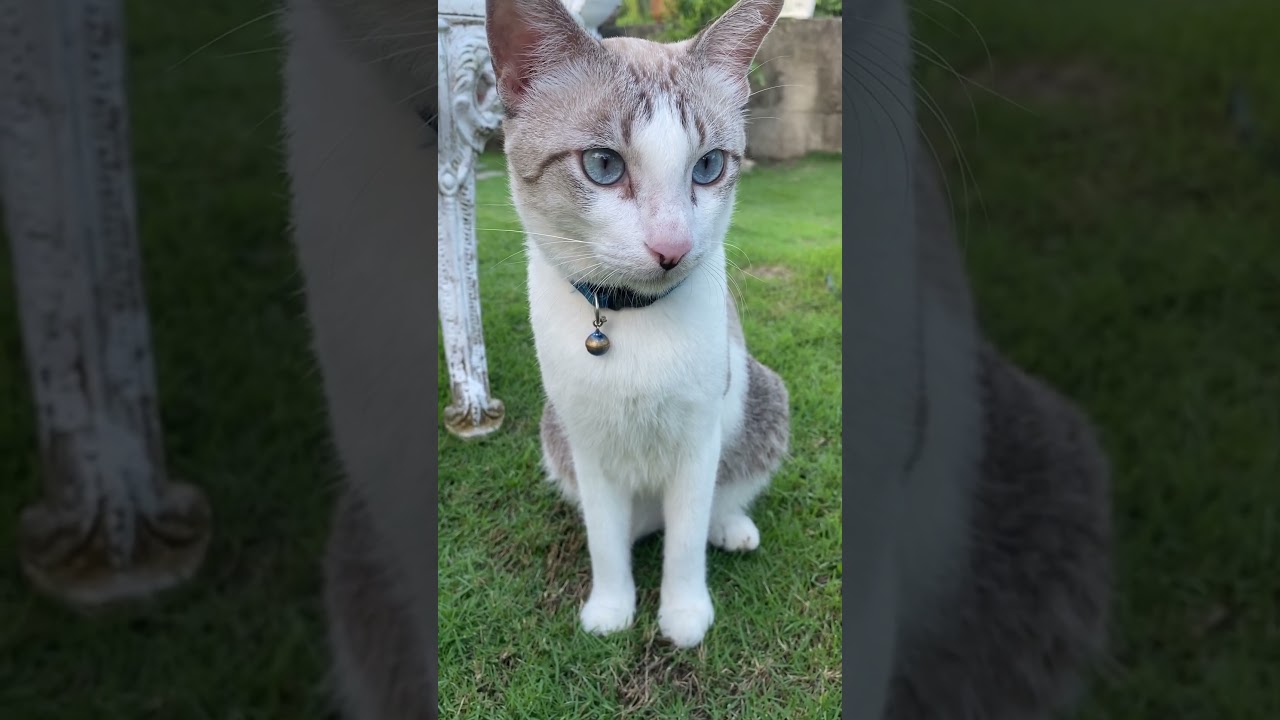 Cat Has The Cutest Stare😻 