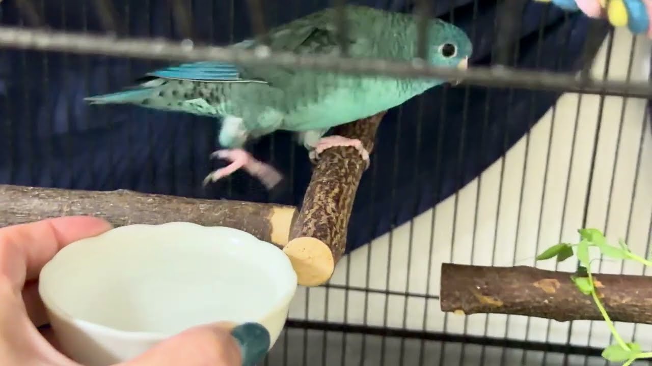 サザナミさんたちのお水飲む姿がカワイイ