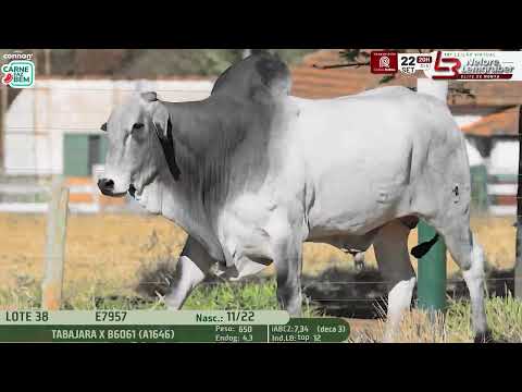 LOTE 38   LBMN E7957