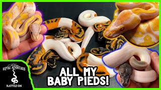 ALL MY BABY PIED BALL PYTHONS! (What I hatched this year)