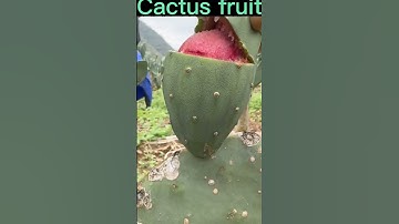 Thumbnail of This Cactus Fruit Is Very Sweet #satisfying #short