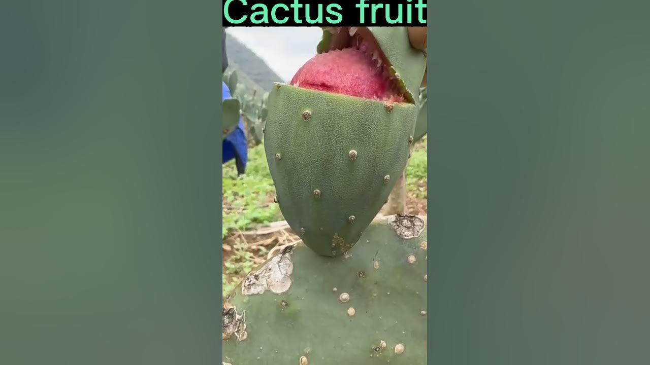 This Cactus Fruit Is Very Sweet #satisfying #short