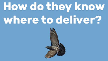 How do Messenger pigeons know where to go?