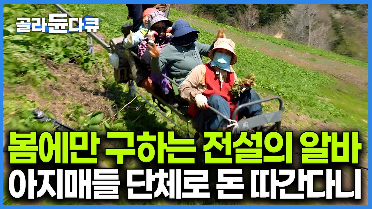 나물 캐다 고개 들면 바다 너머 독도가 떡! 모노레일 타고 올라가서 즐기는 육지 아지매들의 특별한 봄철 꿀알바 ┃울릉도 봄나물 원정대┃한국기행┃#골라듄다큐