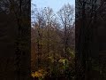 Rainfall on leaves, Connecticut in the Fall season
