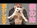 本邦初公開!妹のポコちゃんとのお家時間!!