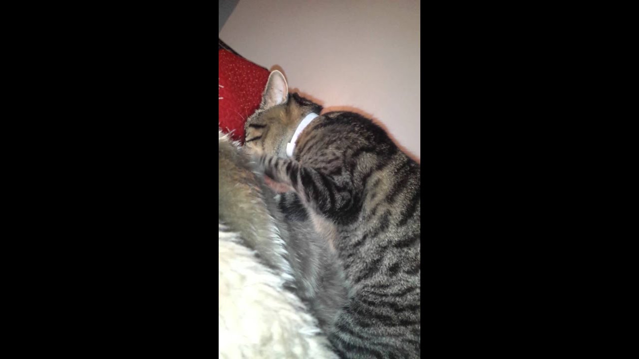 Badel Maseorul 😄 la munca!