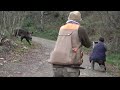 Yaban domuzu - Amansız Takip / Relentless pursuit of wild boar