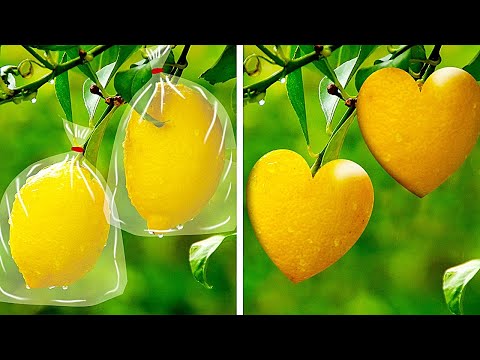 15 Easy Ways to Grow Veggies And Fruits || Useful Gardening Tips by 5-Minute