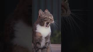 Close-Up Video Of Cat Yawning,#shorts