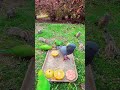 Parrots 🦜 Piegons