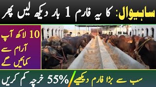 Sahiwal Cattle Farm|| Earning 10 Lac per Month By Sahiwal Breed Cow