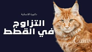 تزاوج القطط | كيف تطلب القطة الزواج ؟ | دكتورة_الانسانية | القطط | cats| التزاوج_في_القطط