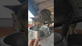 Rescue Stray Cat