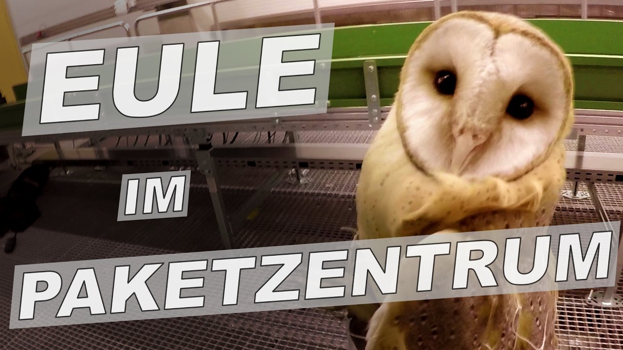 Schleiereule im Paketzentrum - Tiernotruf #57