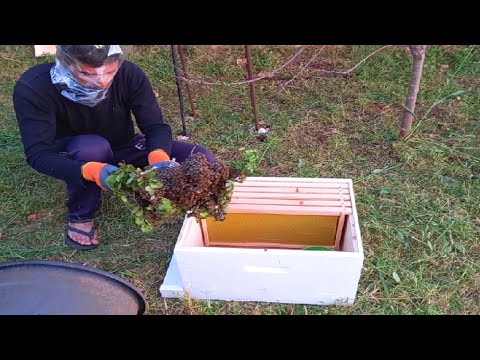 فيديو: كيفية جذب النحل: زراعة حديقة نحل العسل