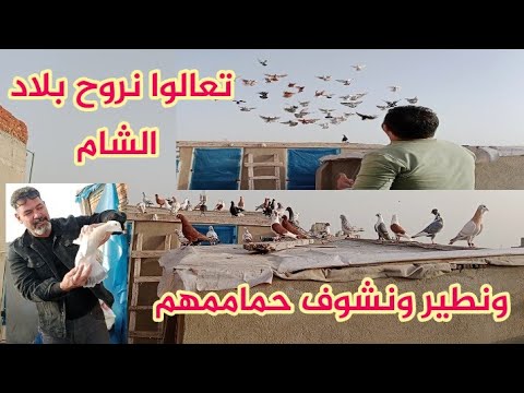 روحت لأهل الشام علشان اوريكم حمامه وهوا طاير على الطبيعه 