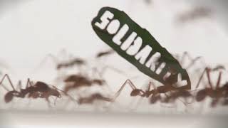 WWF Germany Ant Rally - Creative Idea