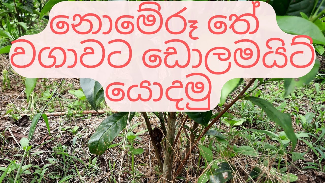 නොමේරූ තේ වගාවකට ඩොලමයිට් යෙදීම Dolomite application for immature Tea