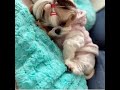 Small body, cute