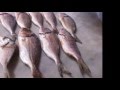 Balıkçım - Balıkçılık sevdadır -  balık avından görüntüler