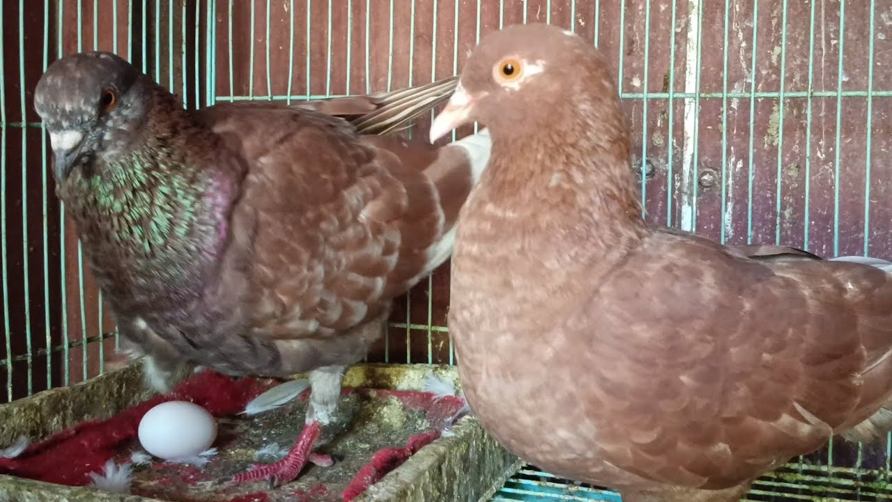 WAKTU YANG TEPAT CABUT TELUR MERPATI @ALDP_CRB