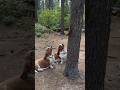 Dogs Go Crazy When This Squirrel Refuses to Come Down! 😂