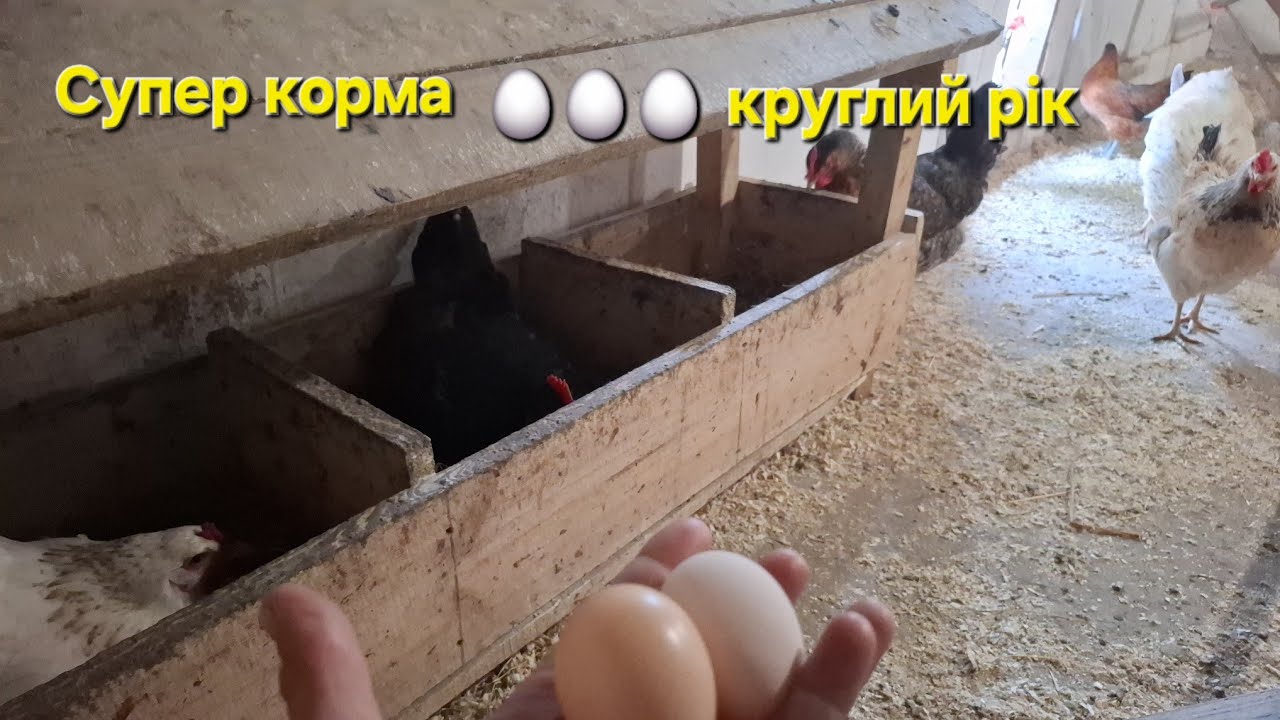 Роби так‼️Яйця будуть круглий рік‼️Два супер рецепти Несучкам та Бройлерам‼️