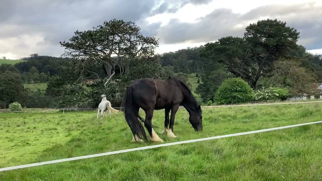 2 Hungry Horses part 2 YouTube