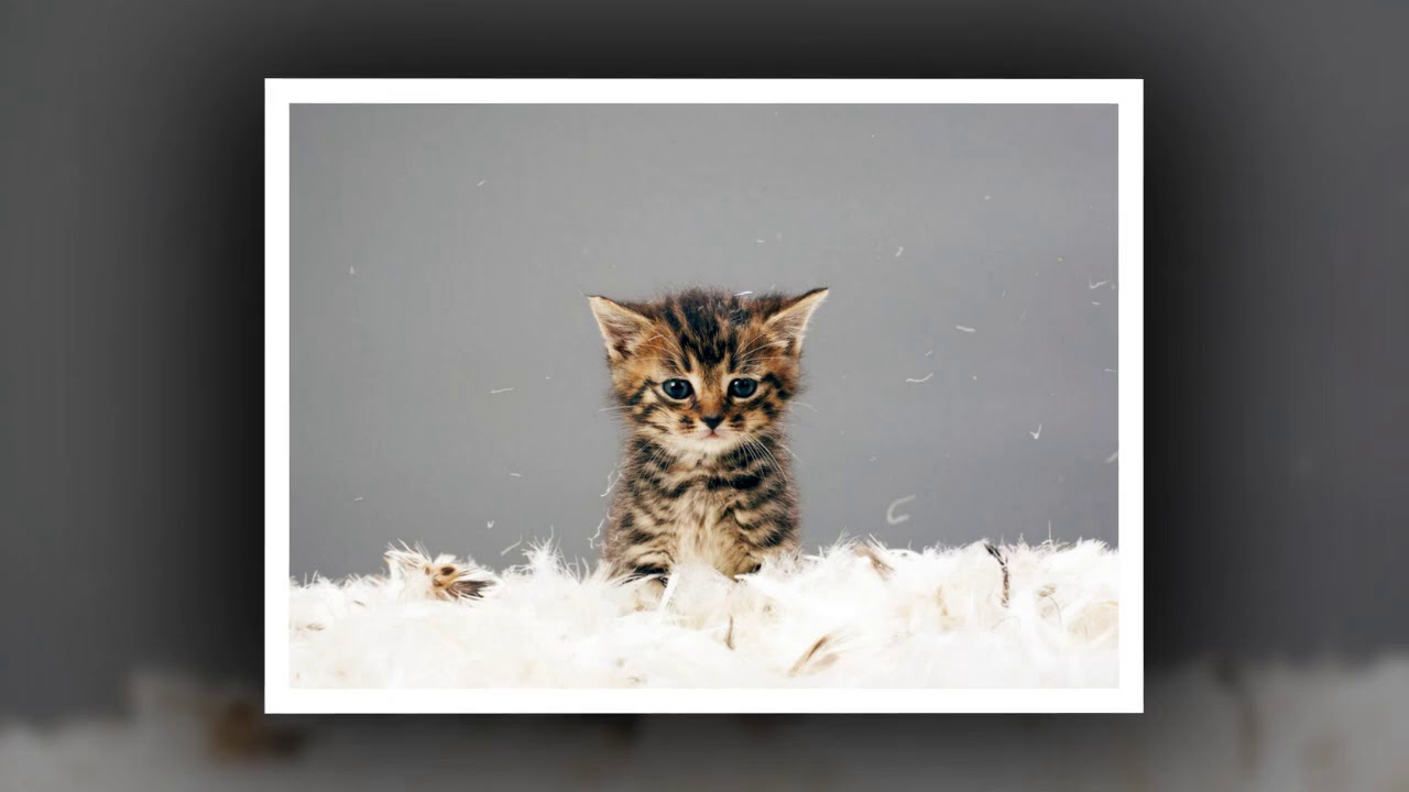 ПОДКАСТ «Обновление второго свидания»: Коллин и Джейсон (заблокировано одноногим котом)