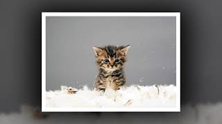 Second Date Update Podcast Colleen And Jason blocked By 1legged Cat