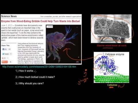 Video: Forskellen Mellem Cellulose Og Cellulase