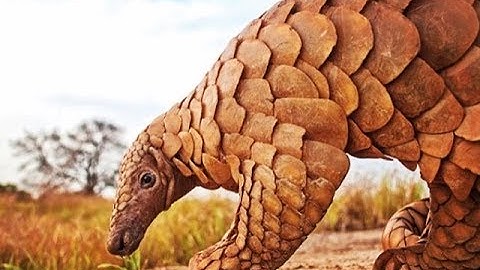 How to draw REALISTIC scales | DRAWING textures pt. 3 | CHARCOAL