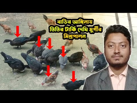 আমি যেভাবে বাড়ির আঙ্গিনায় একসাথে তিতির টার্কি দেশি মুরগী চিনা হাঁস পালন করি