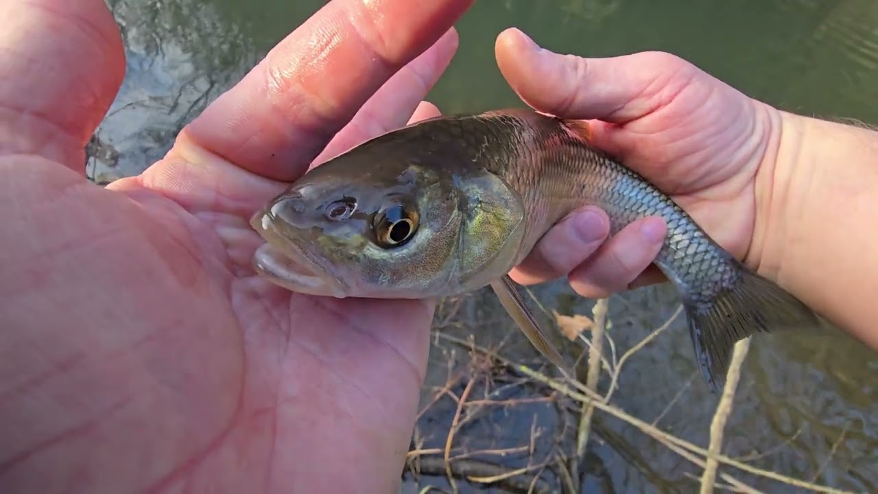 Pescuit la clean iarna