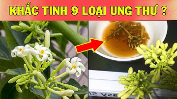 Hoa Đu Đủ Ngâm Mật Ong Có Thật Sự Tiêu Diệt Tế bào Ung Thư, Cấm Dùng Nếu Chưa Biết Điều Này !