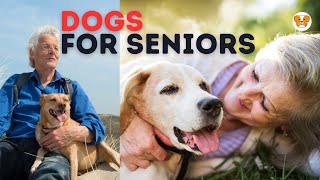 Top 6 Dog Breeds For Seniors & Elderly (Seniors' Best Friends)