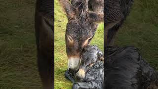Newborn donkey foal
